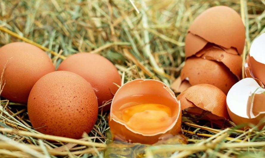 10 symbolic meanings of dreaming of eggshells