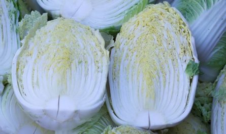 dreaming of cabbage