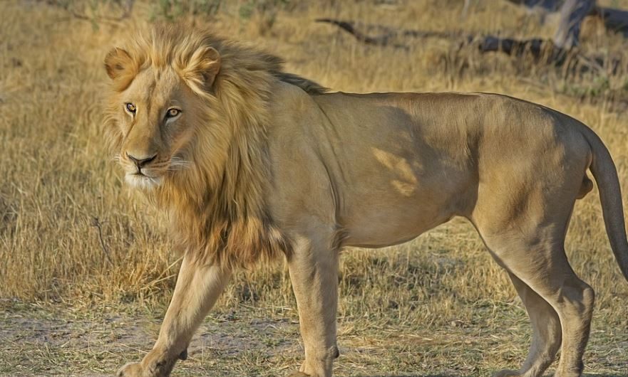 7 symbolic meanings of dreaming of being bitten by a lion