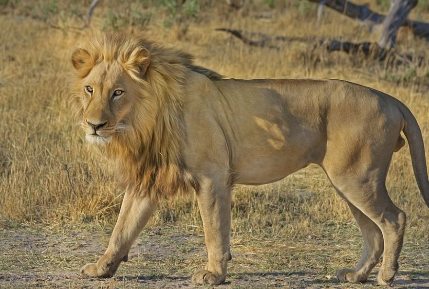 dreaming of being bitten by a lion