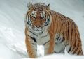 dreaming of catching a tiger