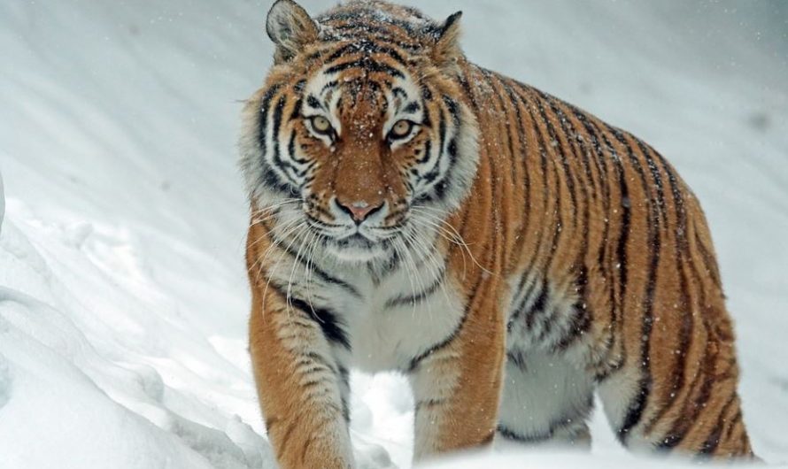 7 symbolic meanings of dreaming of catching a tiger