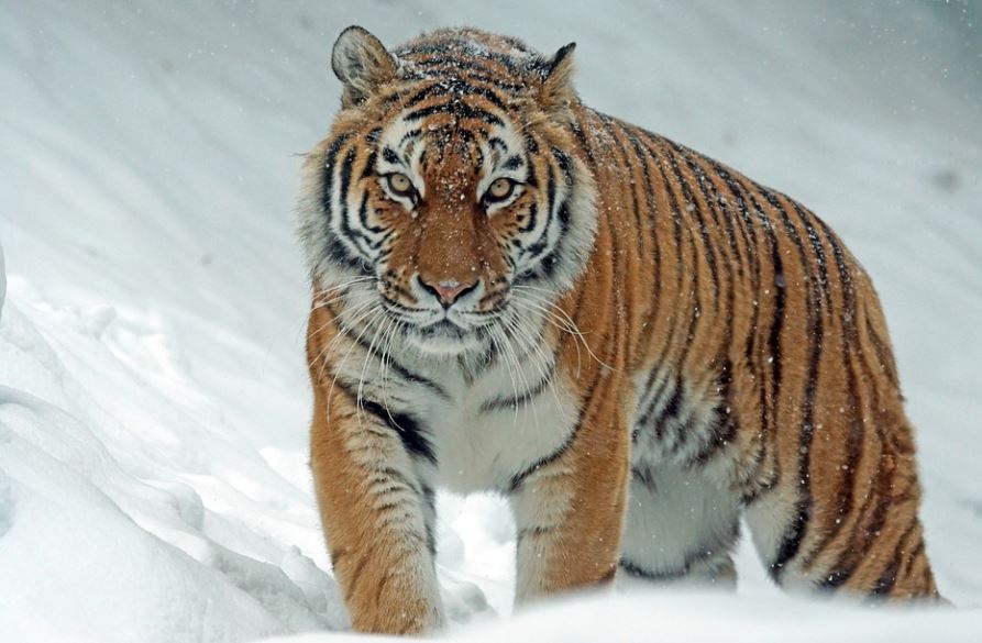 dreaming of catching a tiger