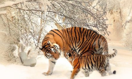 dreaming of a tiger