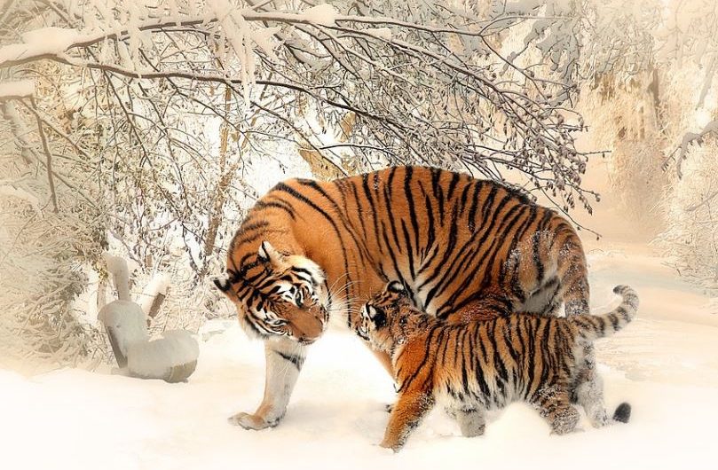 9 symbolic meanings of dreaming of a tiger