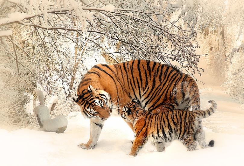 dreaming of a tiger