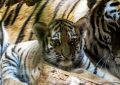 dreaming of tiger cubs