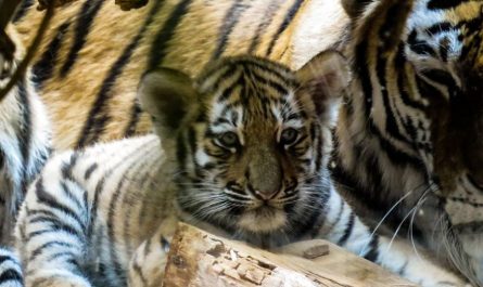 dreaming of tiger cubs