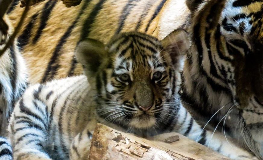 9 symbolic meanings of dreaming of tiger cubs