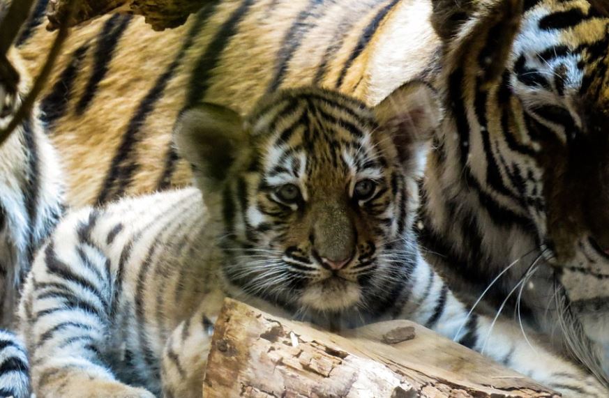 dreaming of tiger cubs