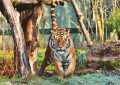 dreaming of being chased by a tiger