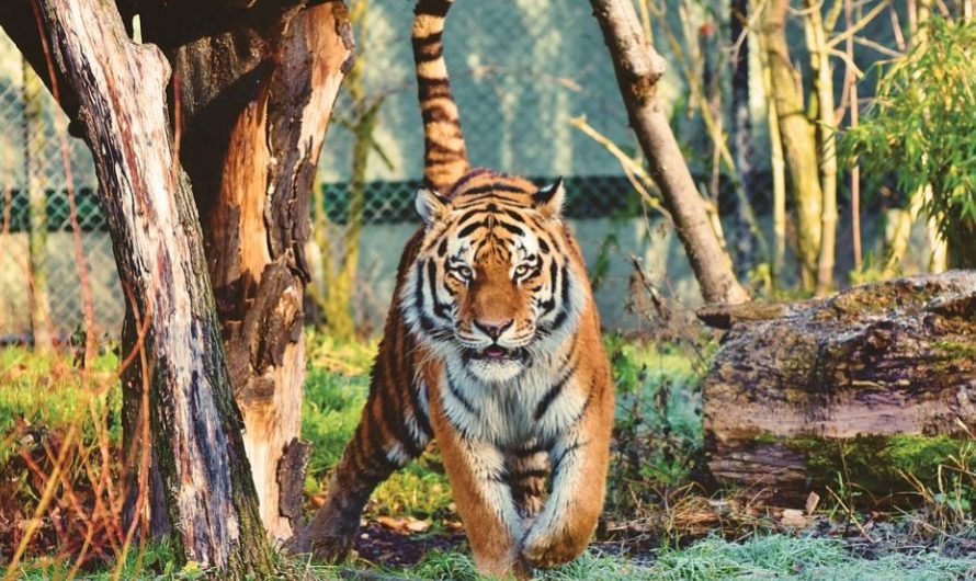 8 symbolic meanings of dreaming of being chased by a tiger