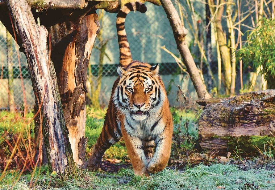 dreaming of being chased by a tiger
