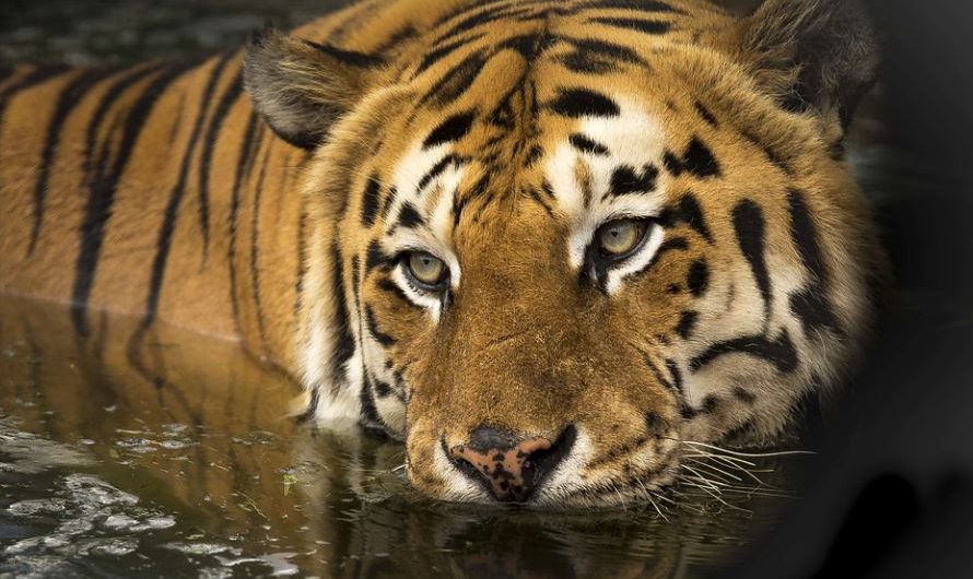 7 Symbolic Meanings of Dreaming of Fighting Tigers