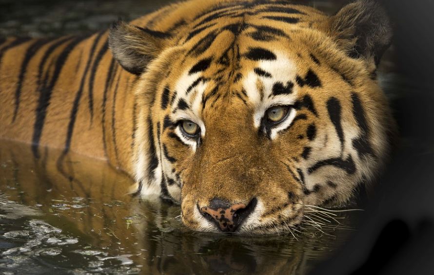Dreaming of Fighting Tigers