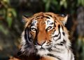 dreaming of being bitten by a tiger