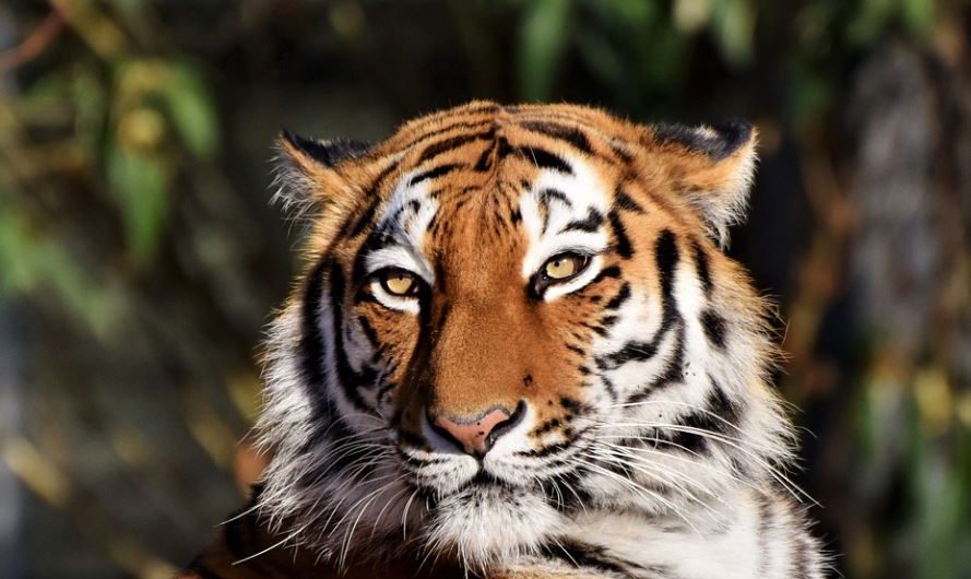 8 symbolic meanings of dreaming of being bitten by a tiger