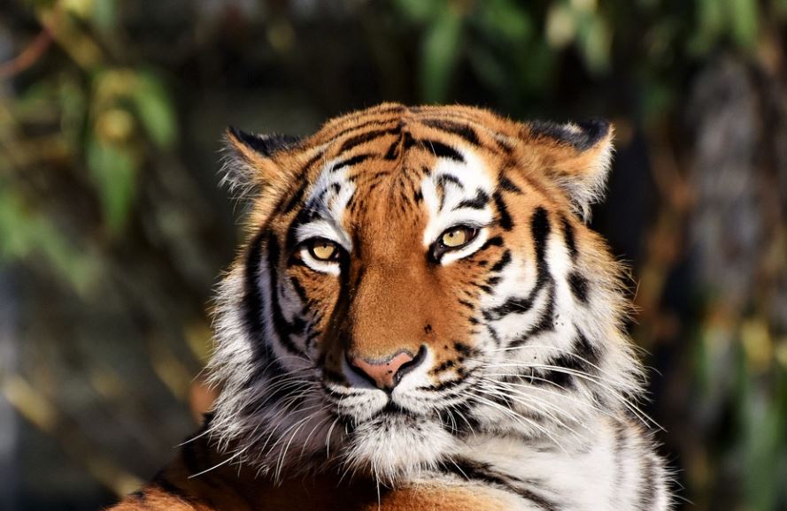 dreaming of being bitten by a tiger