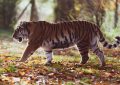 dreaming of killing tigers