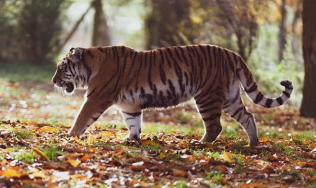 dreaming of killing tigers