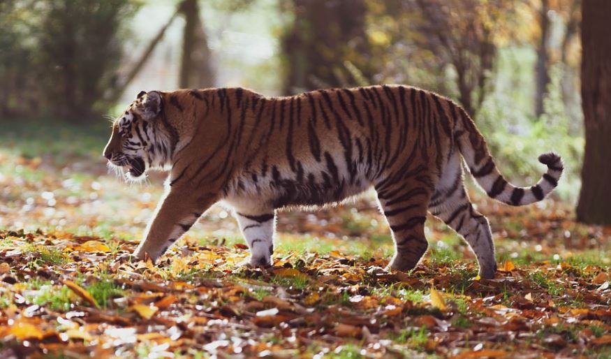 7 symbolic meanings of dreaming of killing tigers