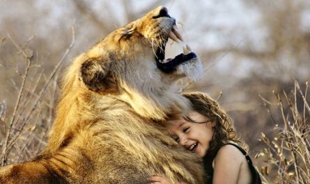 Dreaming of a Lion