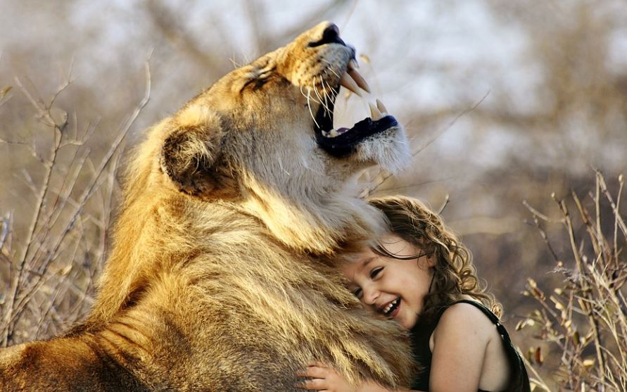 Dreaming of a Lion