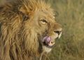 dreaming of being chased by a lion