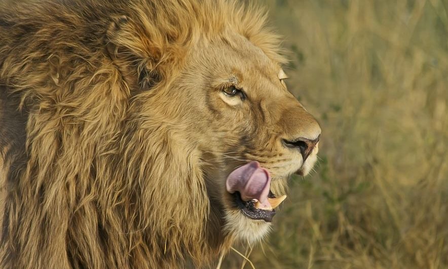 7 symbolic meanings of dreaming of being chased by a lion
