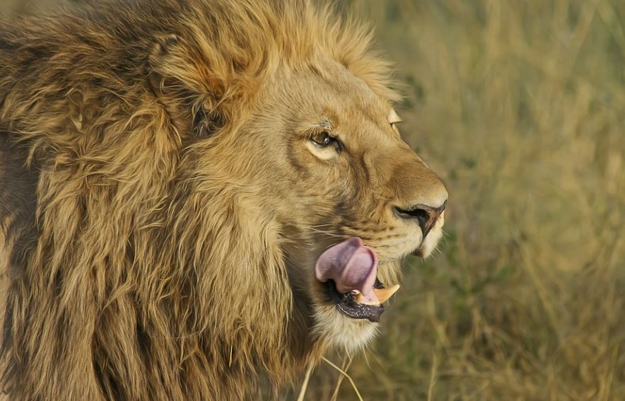dreaming of being chased by a lion