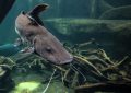 10 symbolic meanings of dreaming of catfish