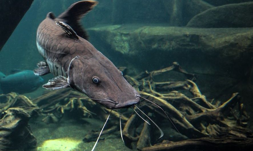 10 symbolic meanings of dreaming of catfish