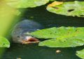 10 symbolic meanings of dreaming of snakefish