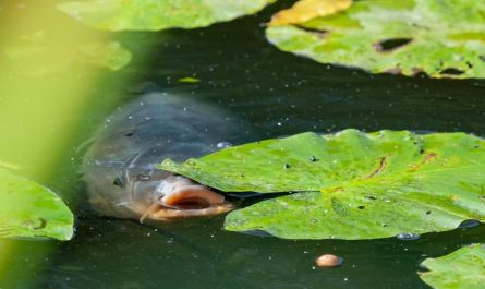 10 symbolic meanings of dreaming of snakefish