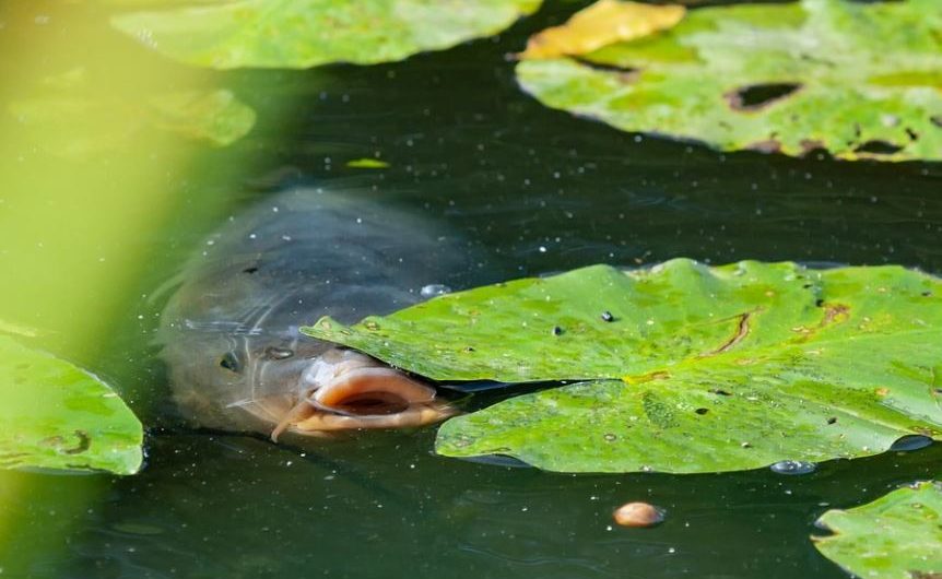 10 symbolic meanings of dreaming of snakefish