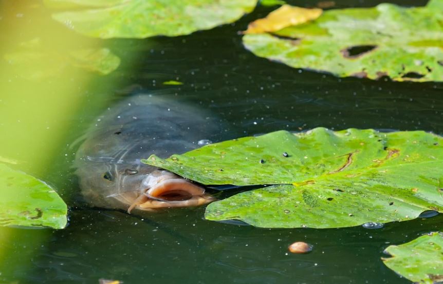 10 symbolic meanings of dreaming of snakefish