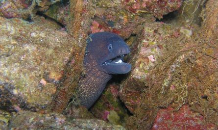 6 symbolic meanings of dreaming of eels