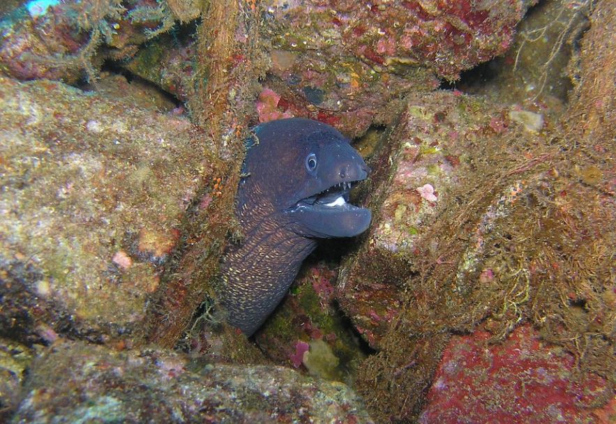 6 symbolic meanings of dreaming of eels