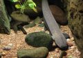 7 symbolic meanings of dreaming of freshwater eels