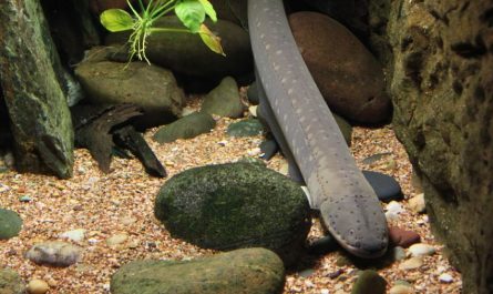 7 symbolic meanings of dreaming of freshwater eels