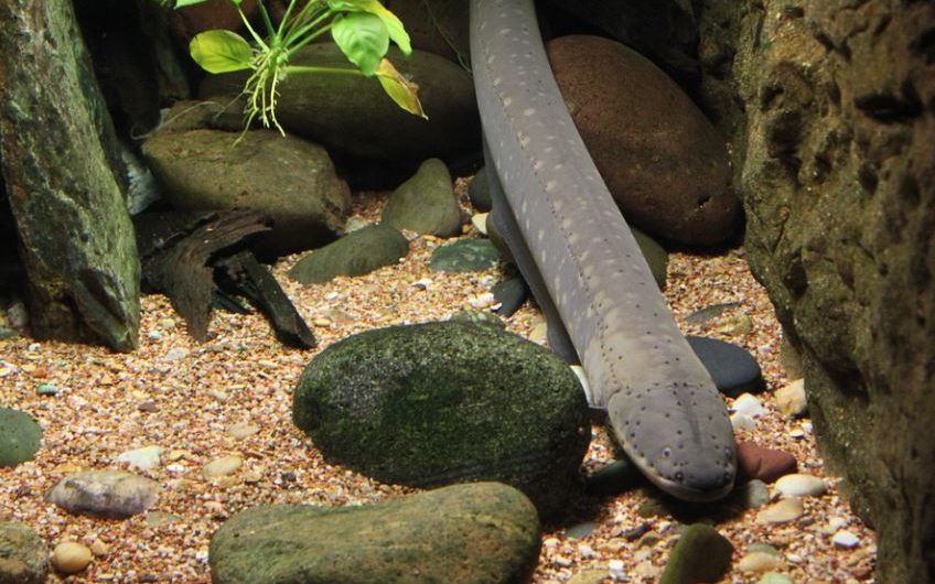 7 symbolic meanings of dreaming of freshwater eels