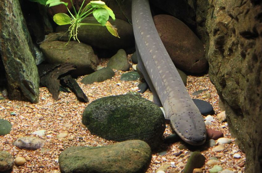 7 symbolic meanings of dreaming of freshwater eels