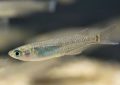 6 symbolic meanings of dreaming of cod