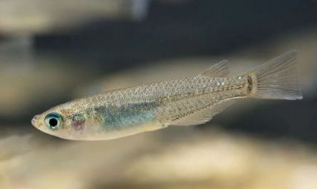 6 symbolic meanings of dreaming of cod