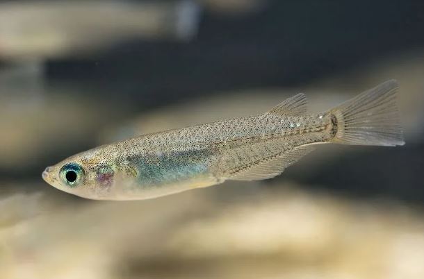 6 symbolic meanings of dreaming of cod
