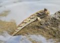 5 Symbolic Meanings of Dreaming of a goby