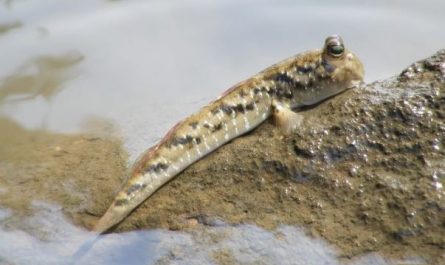 5 Symbolic Meanings of Dreaming of a goby