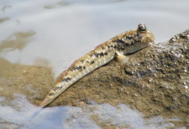 5 Symbolic Meanings of Dreaming of a goby