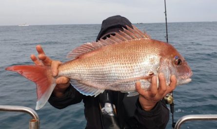 7 symbolic meanings of dreaming of snapper