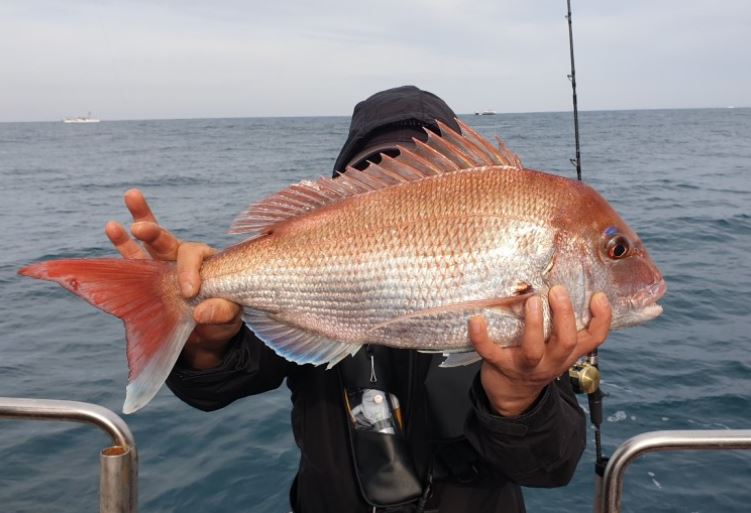 7 symbolic meanings of dreaming of snapper